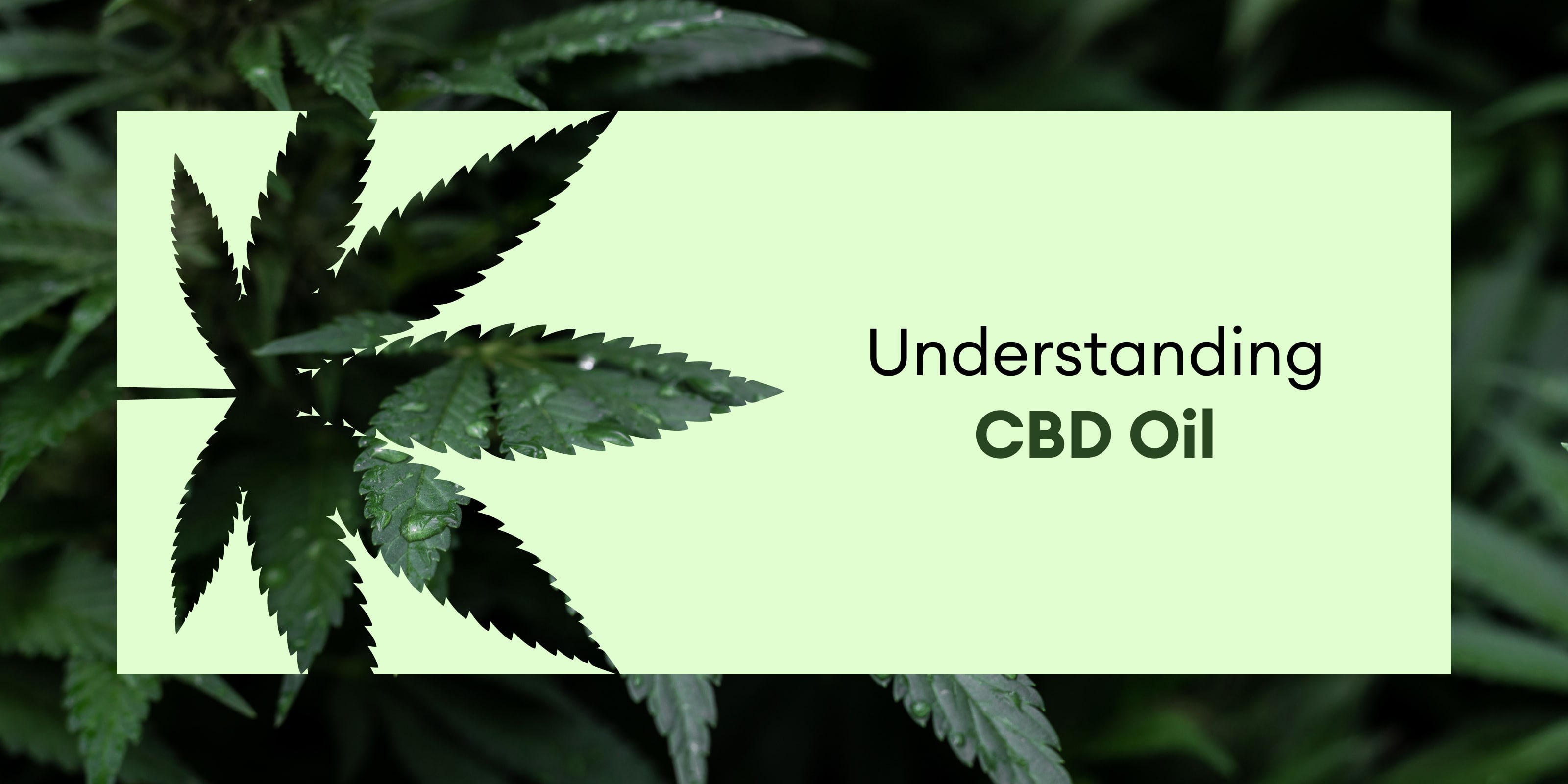 cbd oil online India